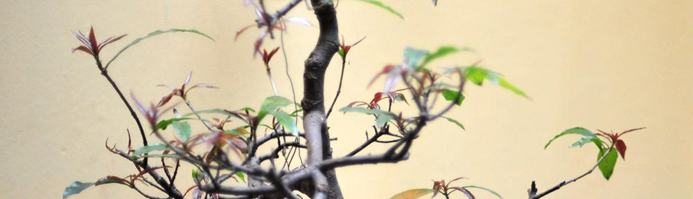 Molecular and Metallic Ions in the Magnetosphere