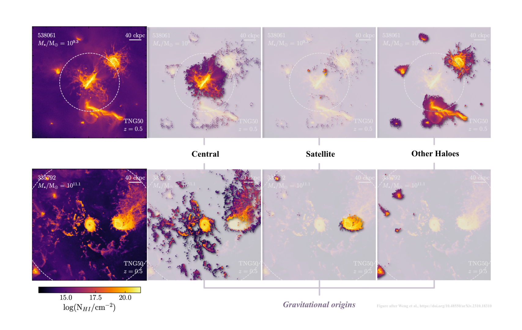 A visualisation of z = 0.5 galaxy haloes in the TNG50 sample of galaxies. In the left column, shown are the projected HI column density maps of two galaxies belonging to different stellar mass bins. The plots are also accompanied by the Subhalo index and a bar indicating the physical scale of the image. The columns to the right are the same galaxy but pixels are now flagged by the dominating HI mass in projection. The virial radius of these haloes are shown with the dashed white circle. Figure adjusted after Weng et al., https://doi.org/10.1093/mnras/stad3426